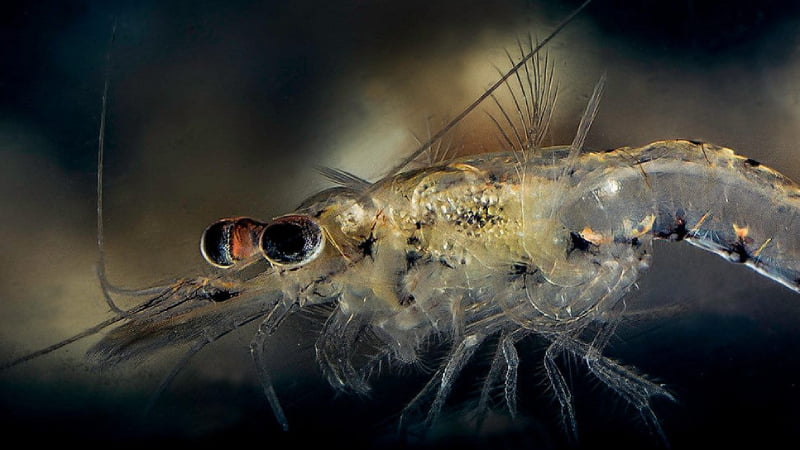 Raising Mysis Shrimp: Effective Ways to Make It a Success