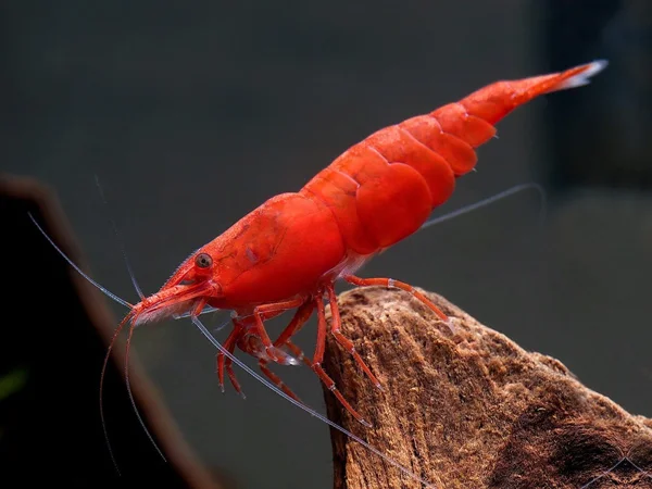 Red Cherry Shrimp