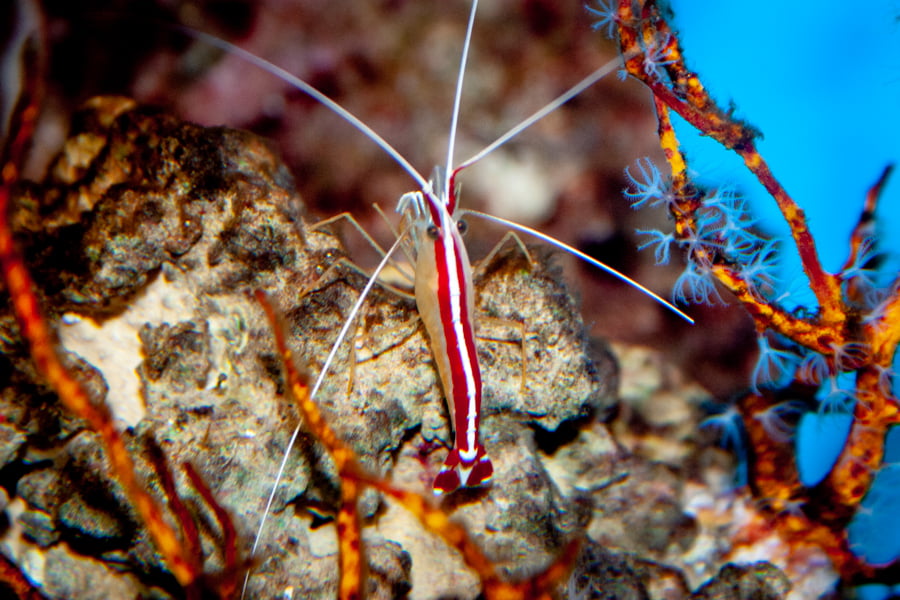 Sexing And Cleaner Shrimp Molting