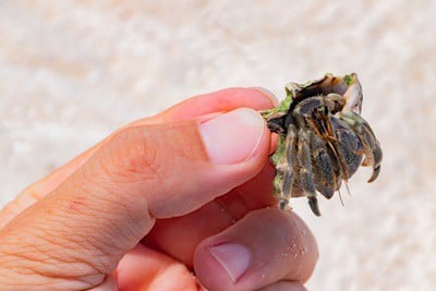 Shaking hermit crabs