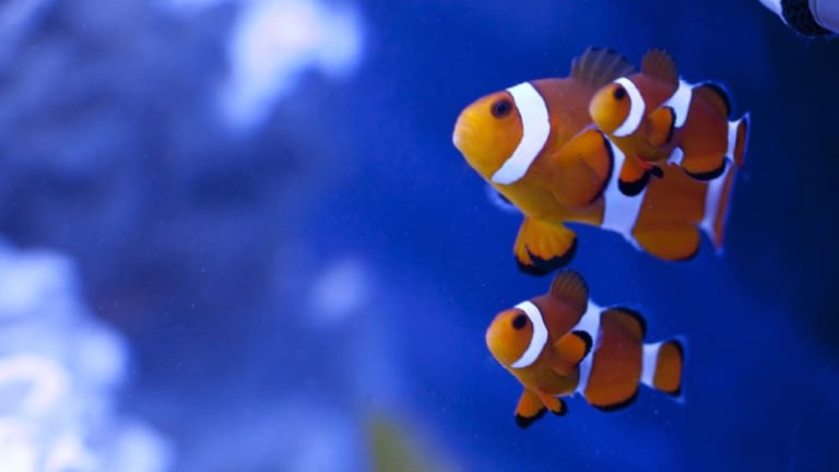 Awesome Fact: What Is The Smallest Clownfish Species?