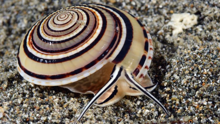 Top 6 Facts And Some Things To Note About Sundial Snail