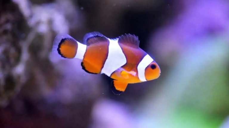 Swim Bladder Disease Clownfish (3 Symptoms And Helpful Cure)