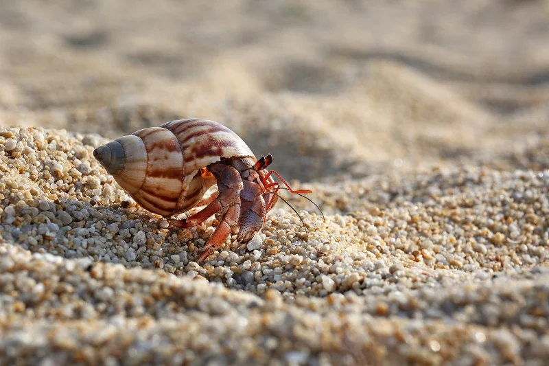 A hermit crab can kill a snail for the purpose of taking over the shell.