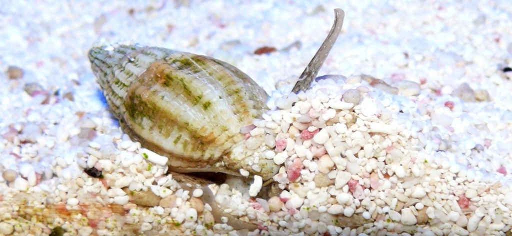 The dwarf cerith snails burrow into the sand