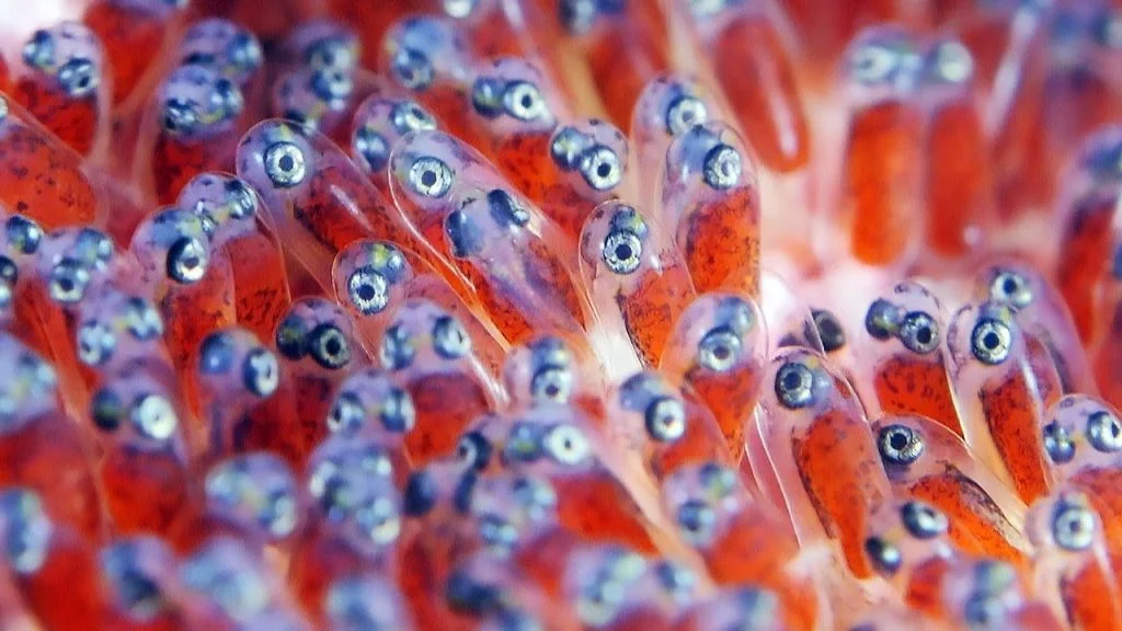 The Eggs Clownfish Hatch
