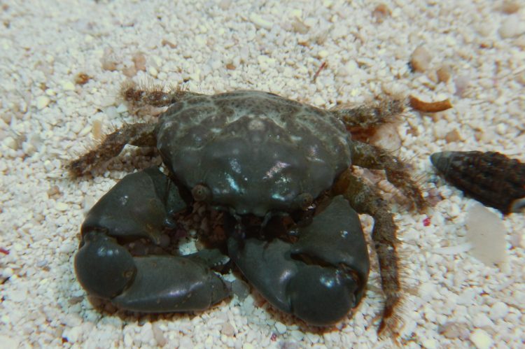 The Emerald Crab 
