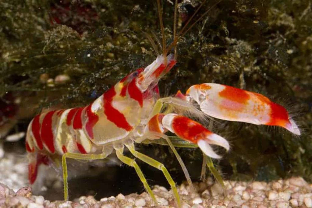 The Facts About Pistol Shrimp