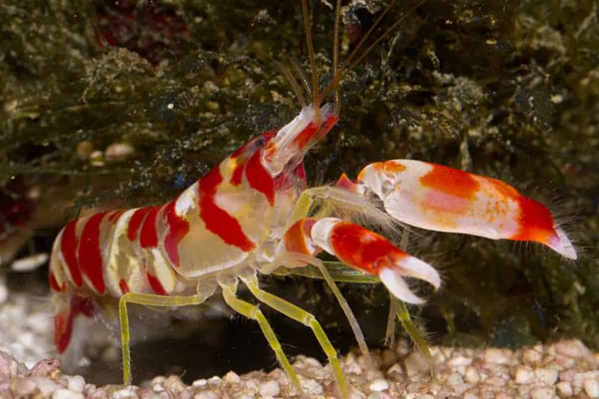 Are Pistol Shrimp Reef Safe Top 3 Exciting Truths About Pistol Shrimp are-pistol-shrimp-reef-safe-top-3-exciting-truths-about-pistol-shrimp