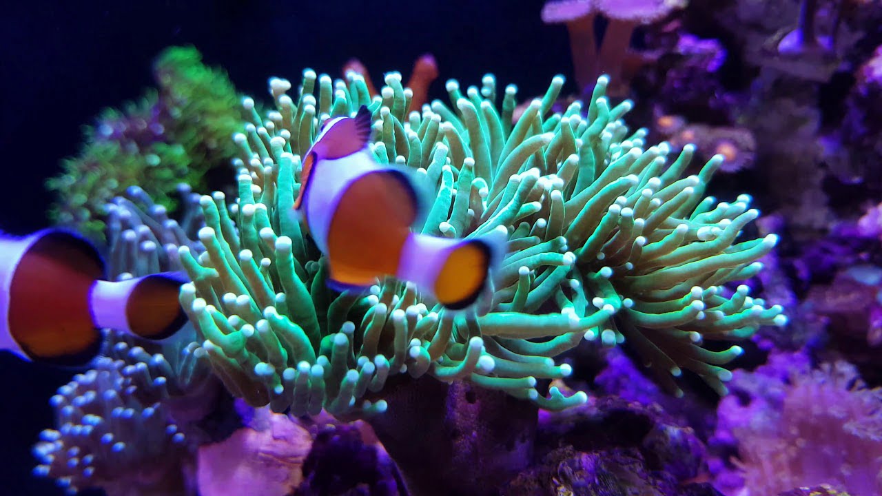 Top 3 Interesting Things About Torch Coral And Clownfish