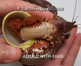 The Number Of Offspring Of A Hermit Crab