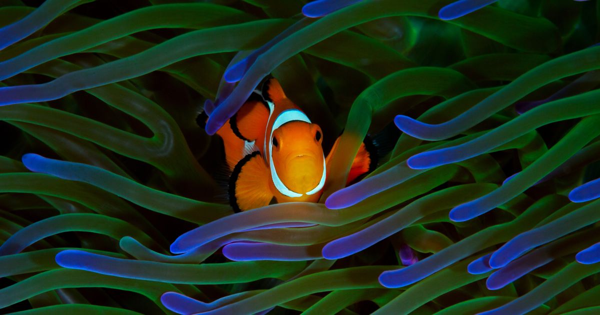 Top 2 Exciting Facts Of Clownfish Mating Behavior You Know?