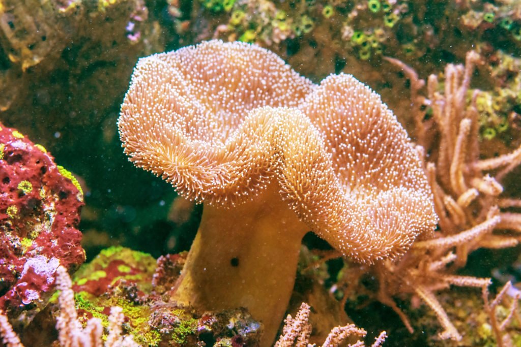  Toadstool Coral