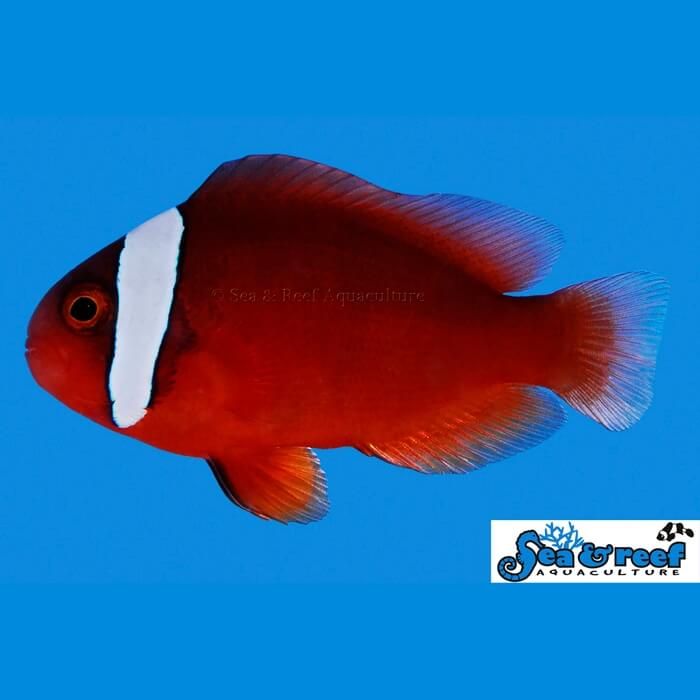 Tomato clownfish
