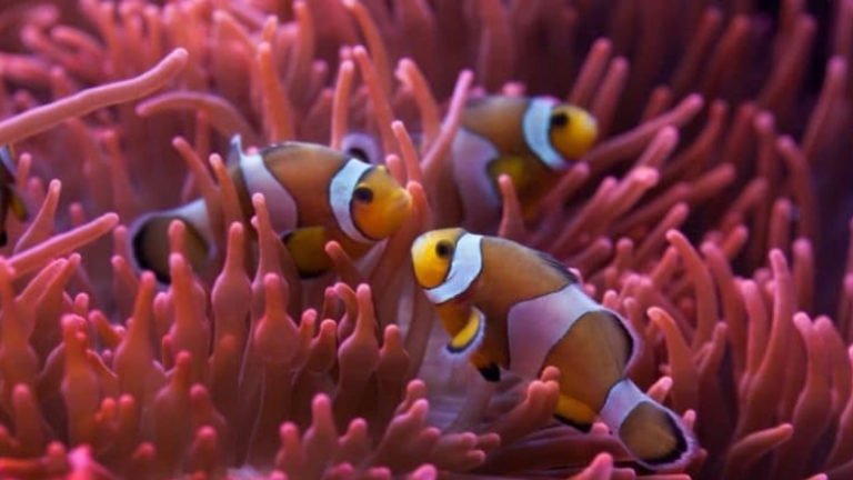 Top 2 Impressive Facts About The Hardy Anemone For Clownfish