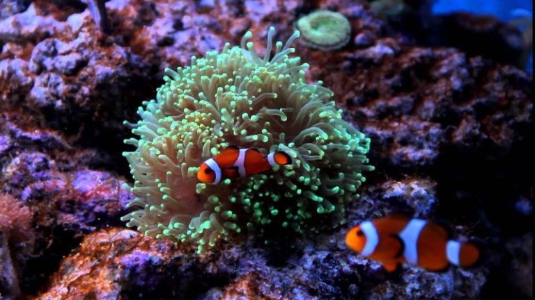 Top 3 Interesting Things About Torch Coral And Clownfish