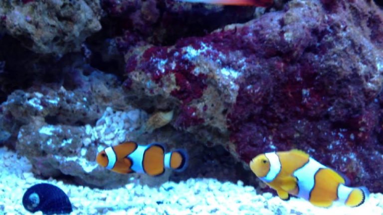 5 Difference: True Percula Clownfish Vs Ocellaris Clownfish
