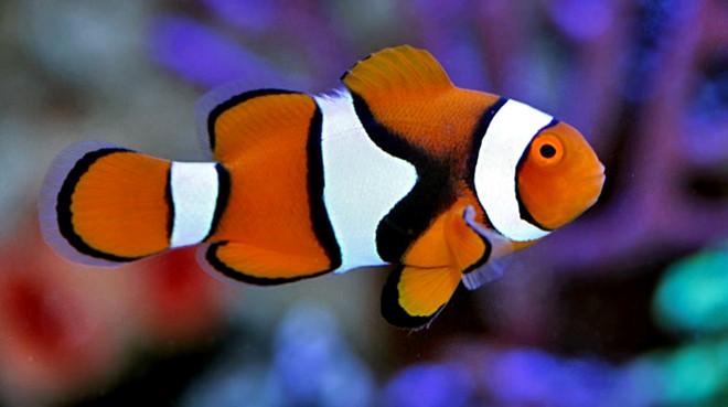 True Percula Clownfish