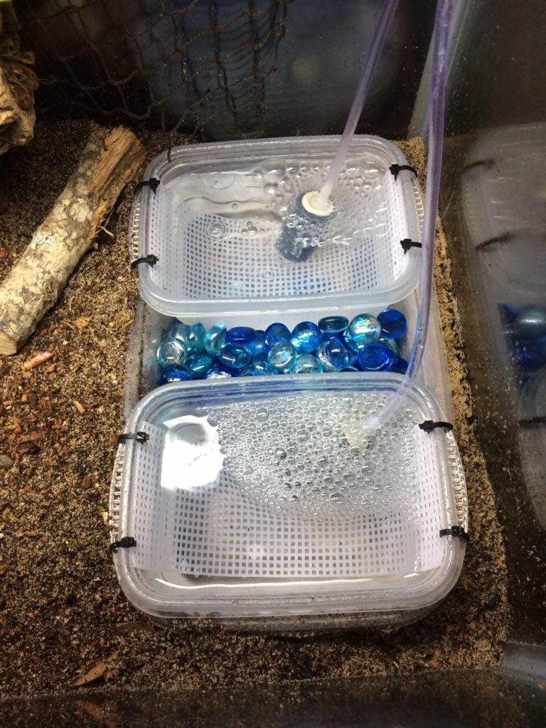 Water dish for hermit crabs