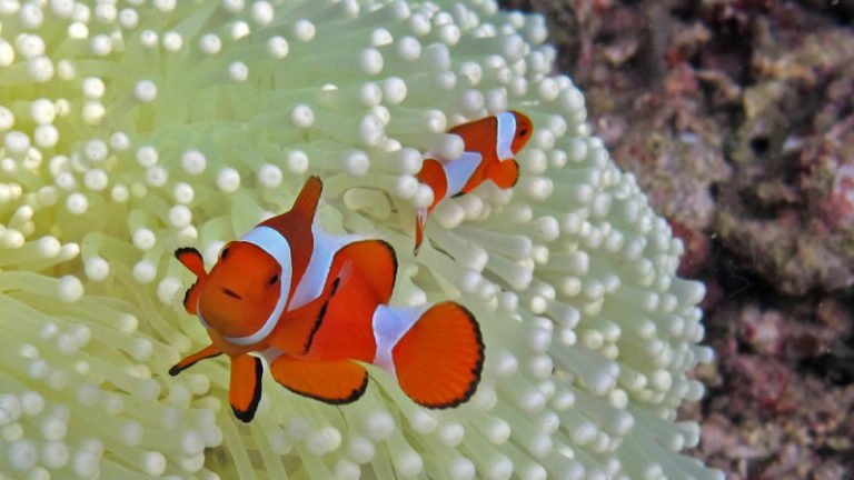 What do clownfish eggs look like? (Top 3 different facts)