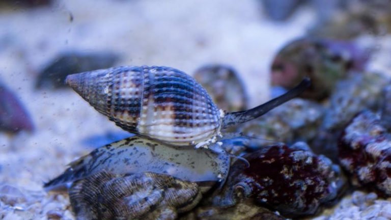 What Do Nassarius Snails Eat? (Care Guide)