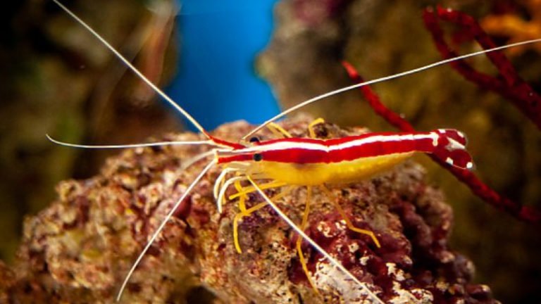 What Is A Cleaner Shrimp Lifespan? - The Impressed Truths