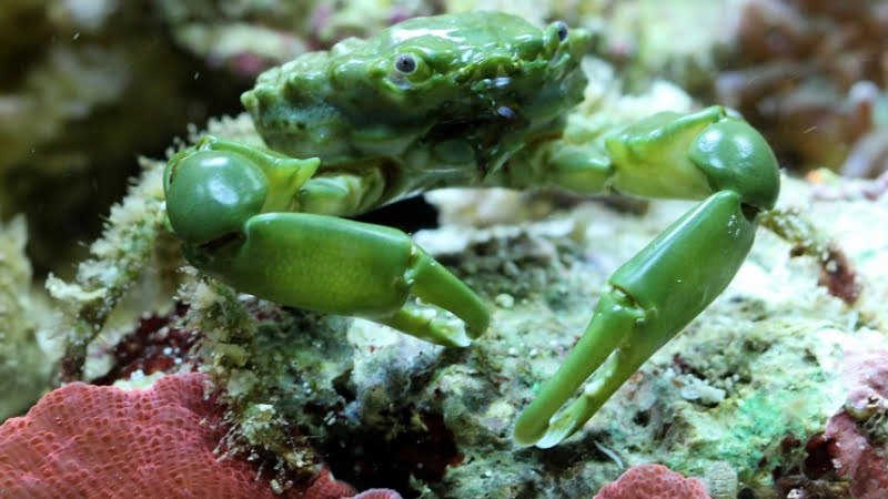 What Is The Emerald Crab Max Size? Interesting Facts