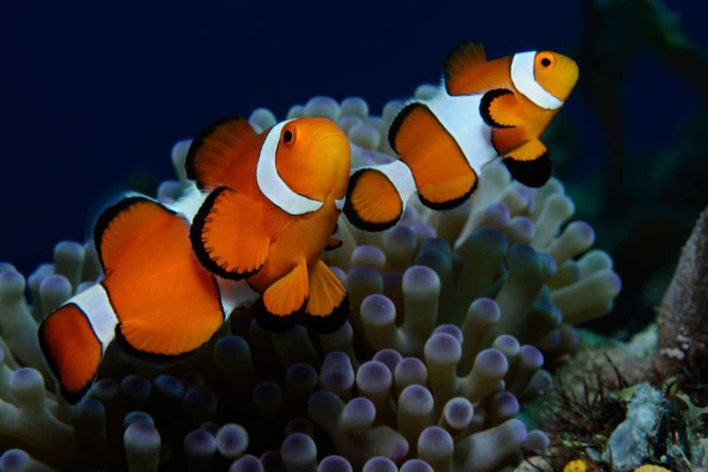 What Temperature Should Clownfish Be Kept At?