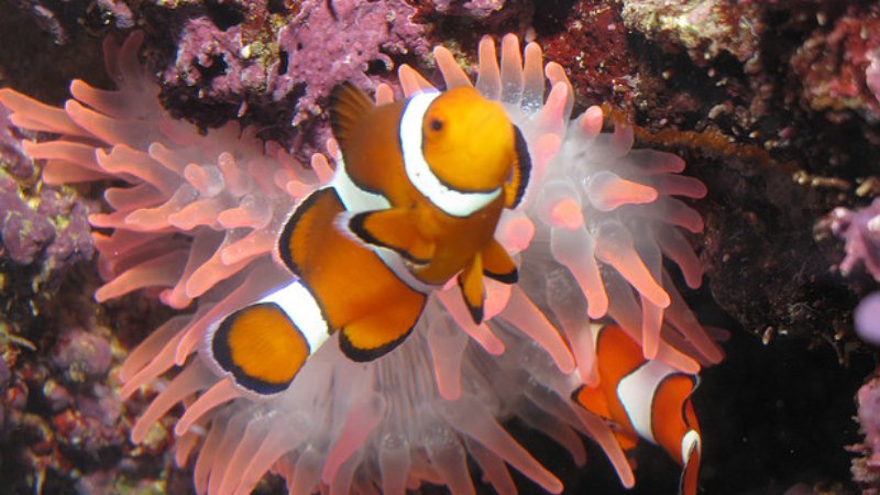 What Will Clownfish Host? Top 4 The Perfect Coral