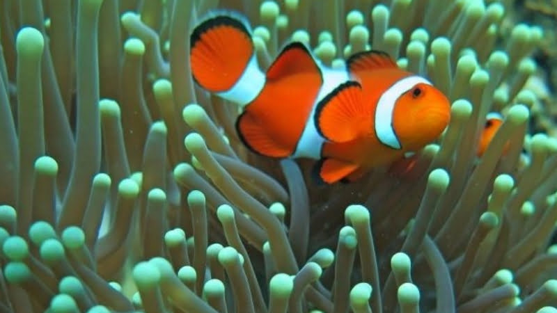 Why Do Clownfish Have Stripes? What Are The Stripes For?