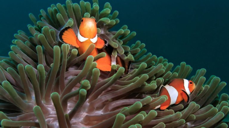 Why Don't Anemones Eat Clownfish?
