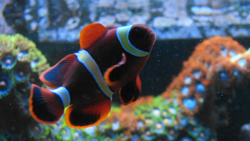 Why You Should Keep Yellow Maroon Clownfish In Your Tank?