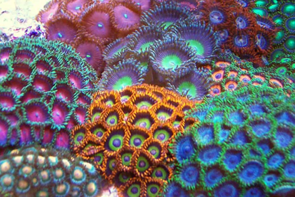 Zoanthids Corals