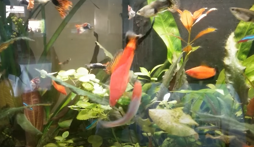 2 male swordtails fighting in a crowded tank