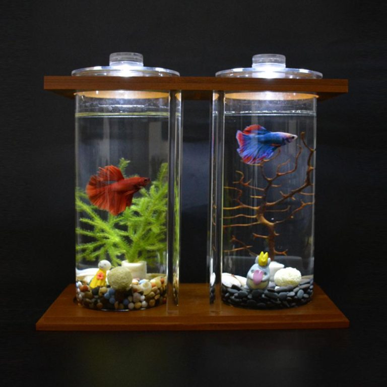 Betta Fish Staying At Top Of Tank 5 Reasons & 6 Solutions