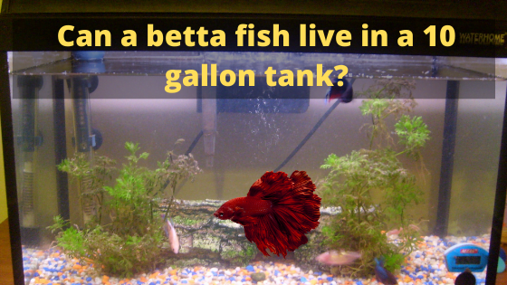 Are Bettas able to live in a 10-gallon aquarium?