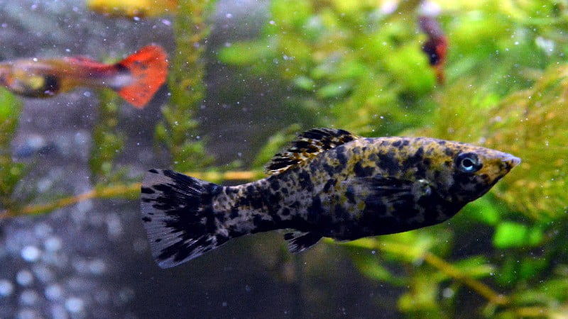 Are Molly Fish Aggressive? Incredible Facts To Discover
