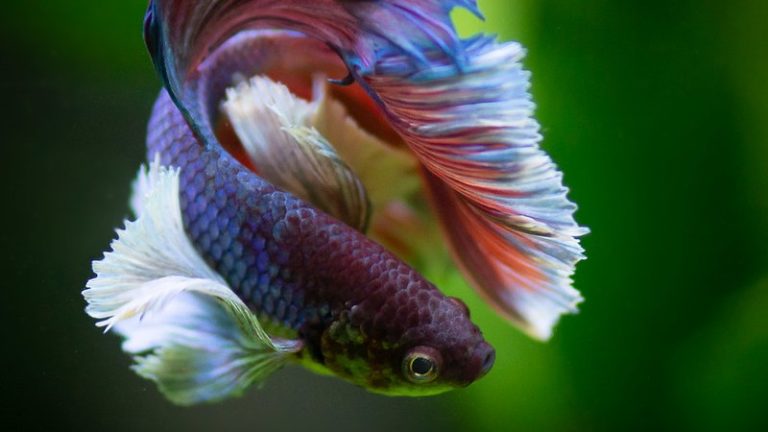 Best Place To Buy Betta Fish Online: Amazing Tricks To Choose