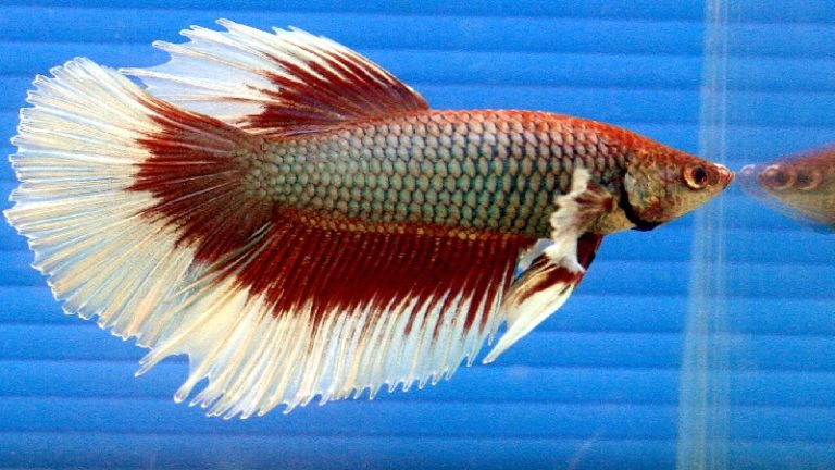 Betta Fish Fins Look Ripped: Top Reasons & Magic Tips To Treat