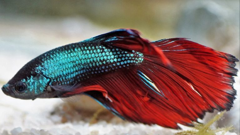 Betta Fish Laying On Side: 13 Amazing Reasons You Should Know
