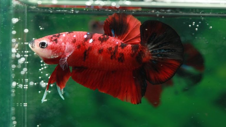 Betta Fish Spitting Out Food: Amazing Reasons You May Not Know