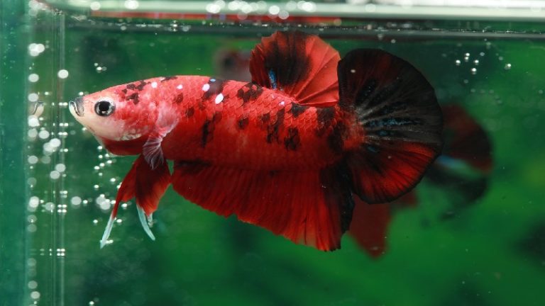 Betta Fish Spitting Out Food: 6 Crucial Reasons To Discover!