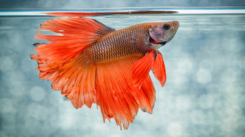 Exclusive: Why Betta Fish Staying At Top Of Tank & The Best Solutions For It