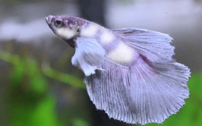 Betta fish turns pale and white in color