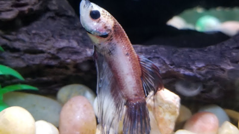 Betta Fish Vertical Death Hang: 5 Reasons & 3 Best Solutions