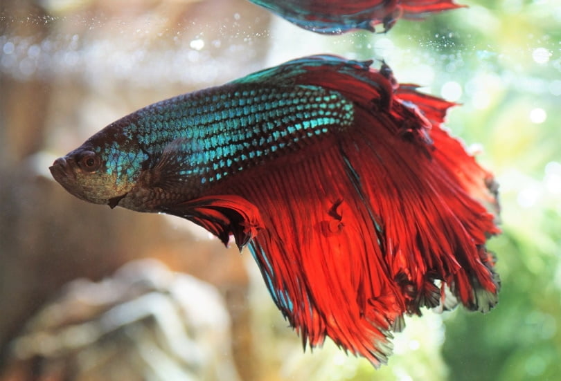 Betta fish will die if they live long enough