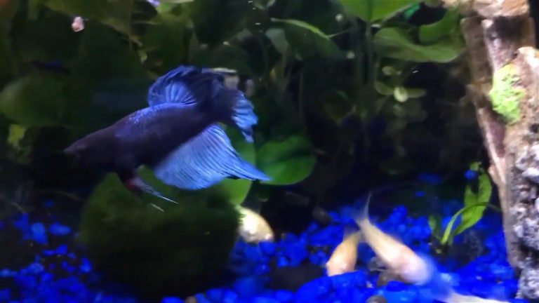 Betta Fish Won't Eat