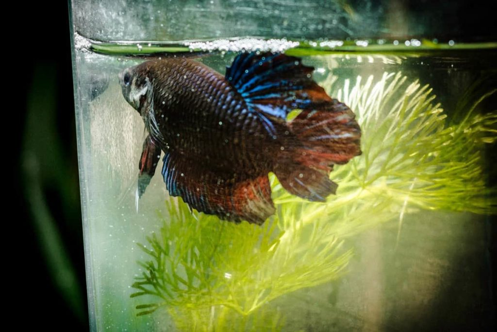 Bettas with an issue with their swim bladder will have difficulty swimming straight  