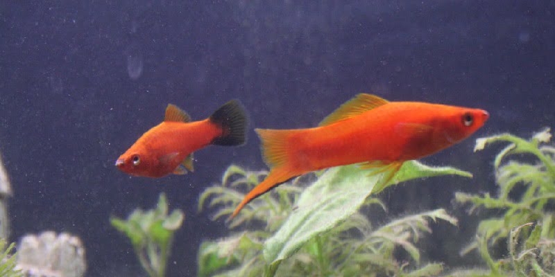 Can a swordtail and a molly fish live together in a tank?