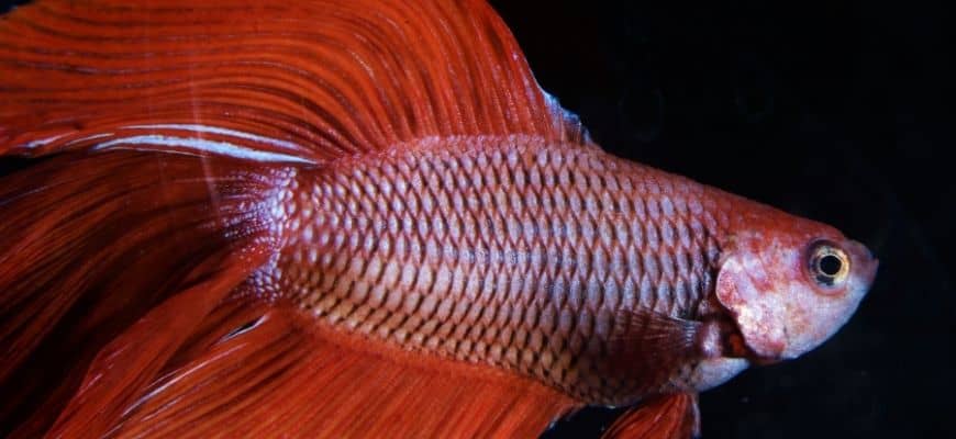 Columnaris disease in betta fish 